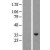 Western Blot: Kallikrein 10 Lysate [NBL1-12345] - Western Blot experiments. 
Left-Control; Right -Over-expression Lysate for KLK10